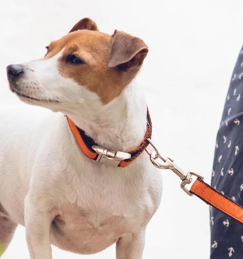 Collar para perro Solid Orange