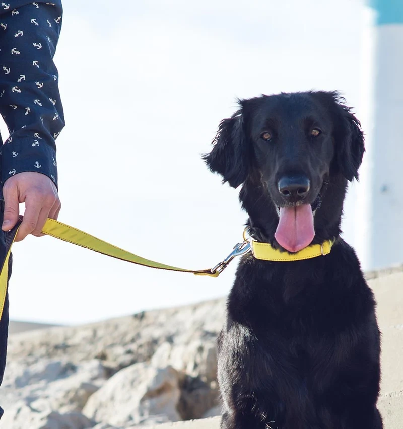 Collar para perro Solid Yellow