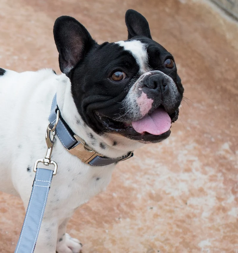 Collar para perro Solid Grey