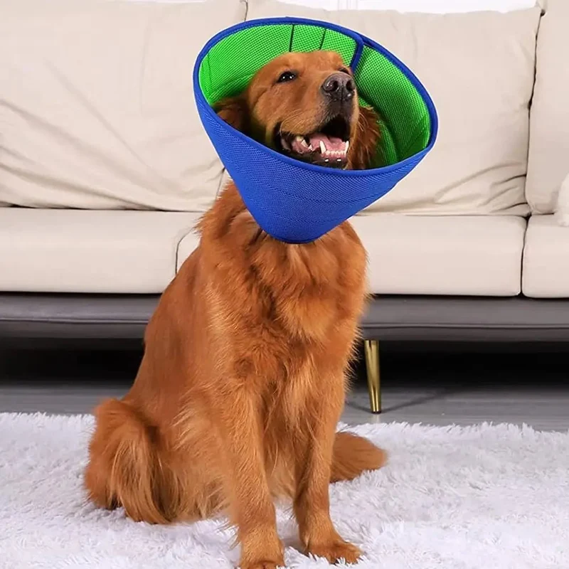 Collerette pour chien