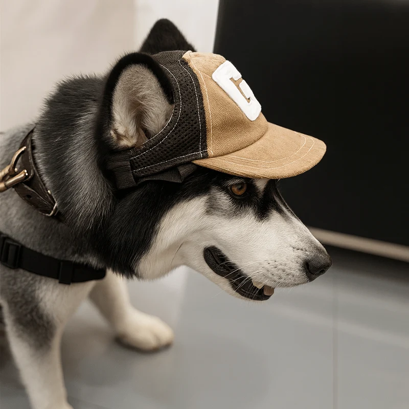 Casquette style baseball pour chien