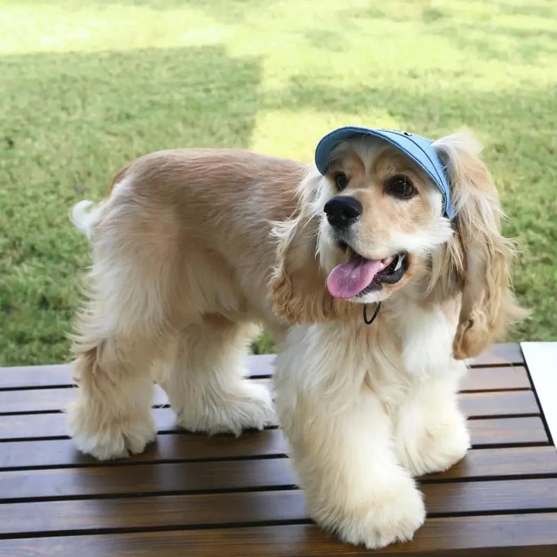 Casquette avec sangle pour chien