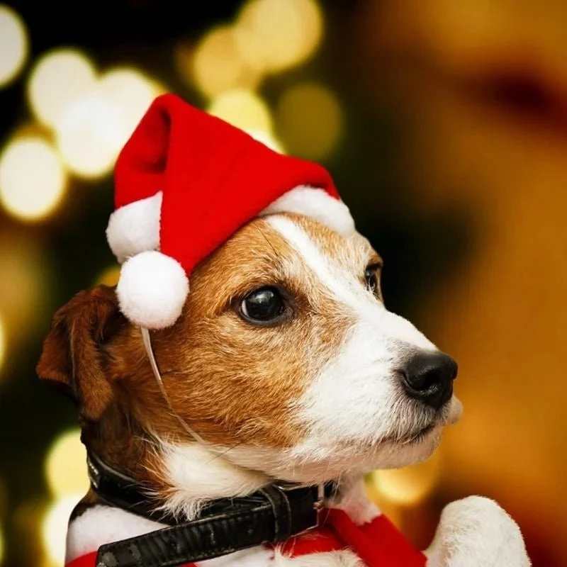 Bonnet de noël pour chien