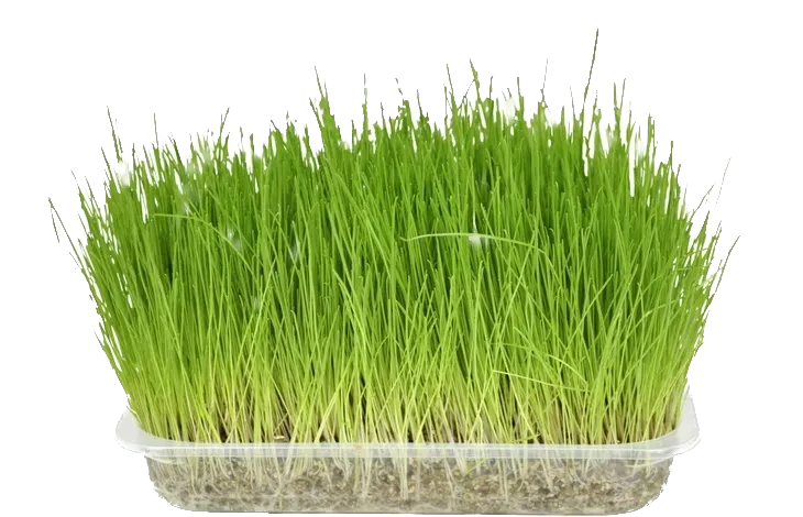 Herbe à chats