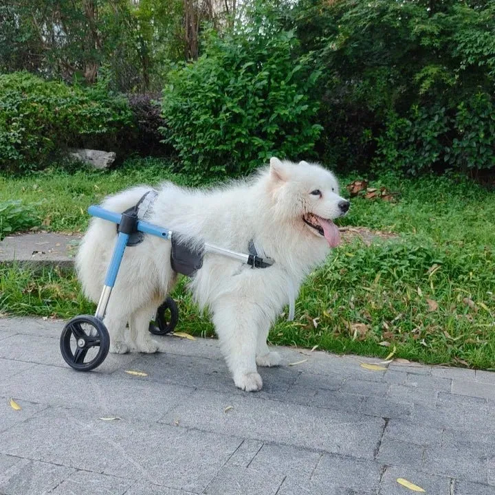 Chariot de marche pour chien