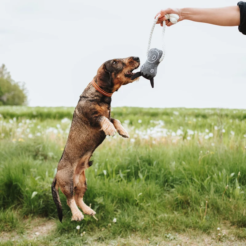 Halsband Aalborg Style