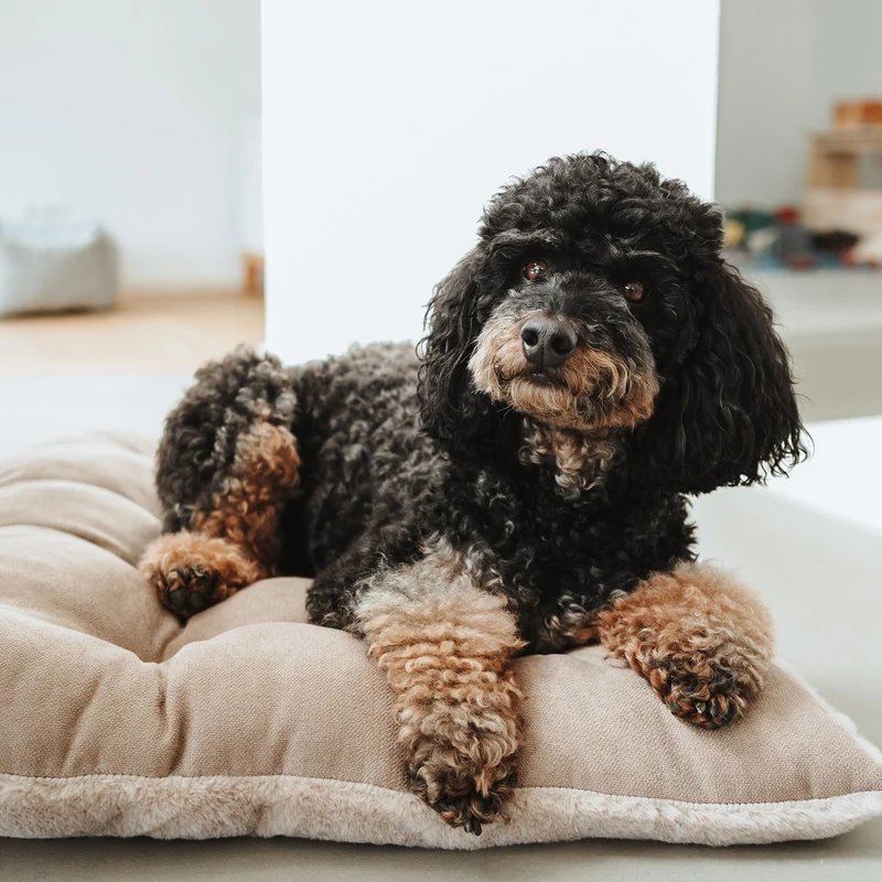 Hundekissen Rockford