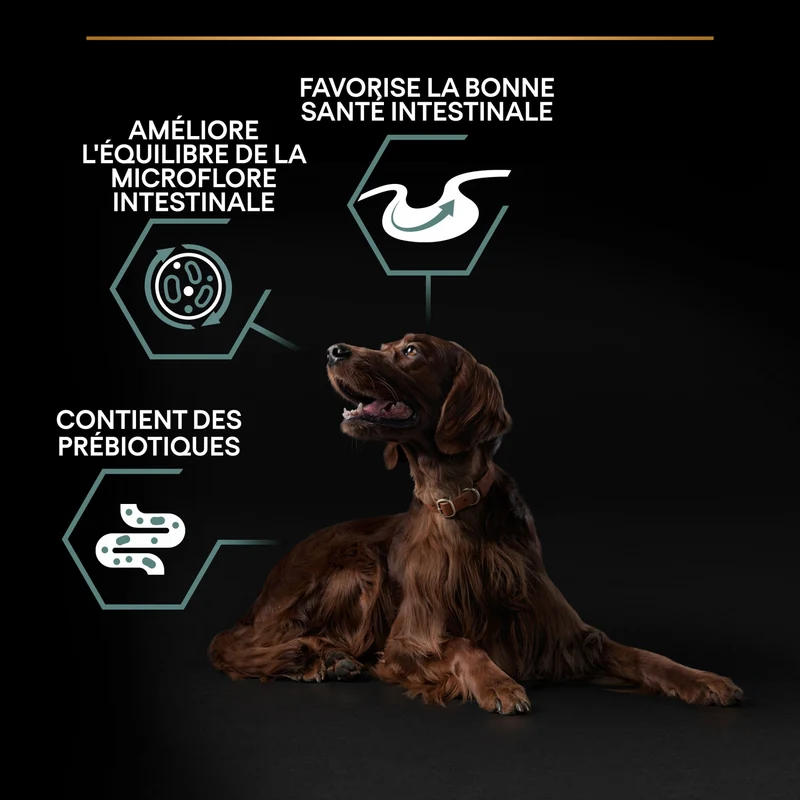 PRO PLAN Sensitive Digestion Large Athletic Adult à la Agneau - Croquettes pour chien