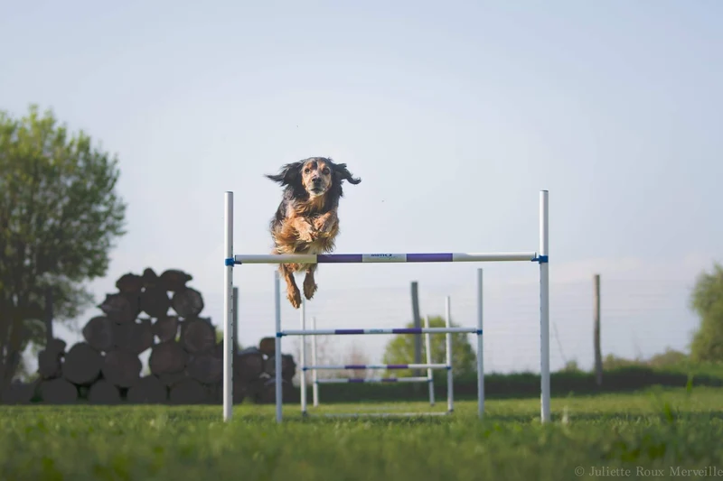 Pack agility maison