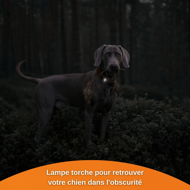 Collier GPS Weenect XS Dogs - Noir
