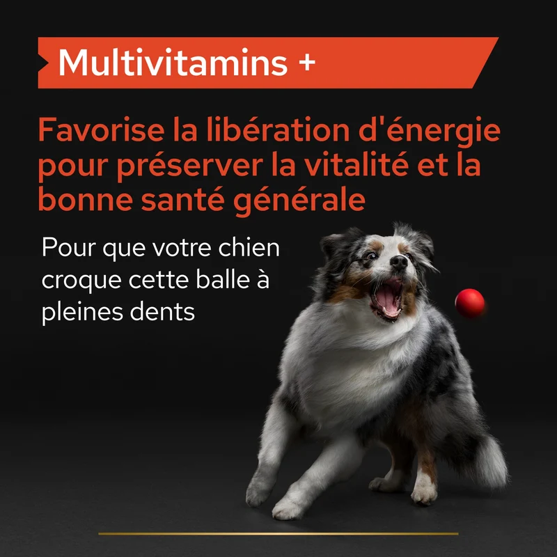 PRO PLAN Multi Vitamins+ en comprimés - Aliment complémentaire pour chien