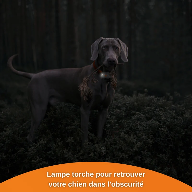 Collier GPS Weenect XS Dogs - Blanc