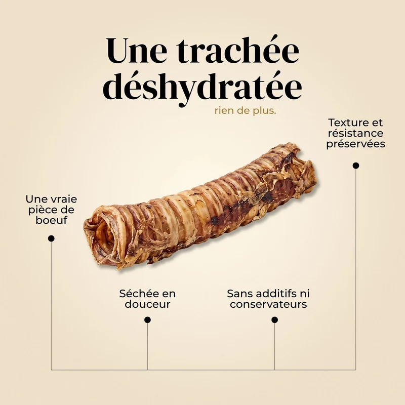 Trachées de bœuf