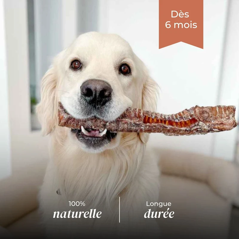 Trachées de bœuf