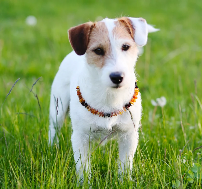 Collier anti-tiques et anti-puces pour chien et chat. Ambre et pierre de Turquoise