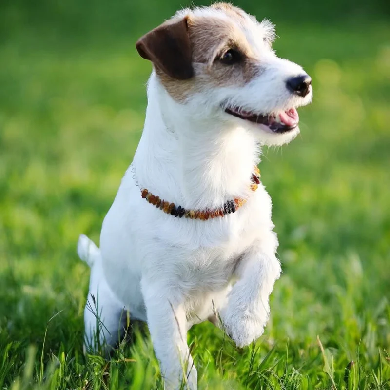 Collier anti-tiques et anti-puces pour chien et chat. Ambre et pierre de Quartz