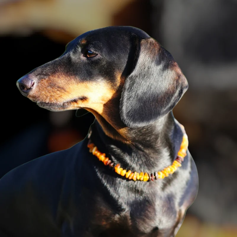 Collier anti-tiques et anti-puces pour chien et chat. Ambre et pierre de Quartz