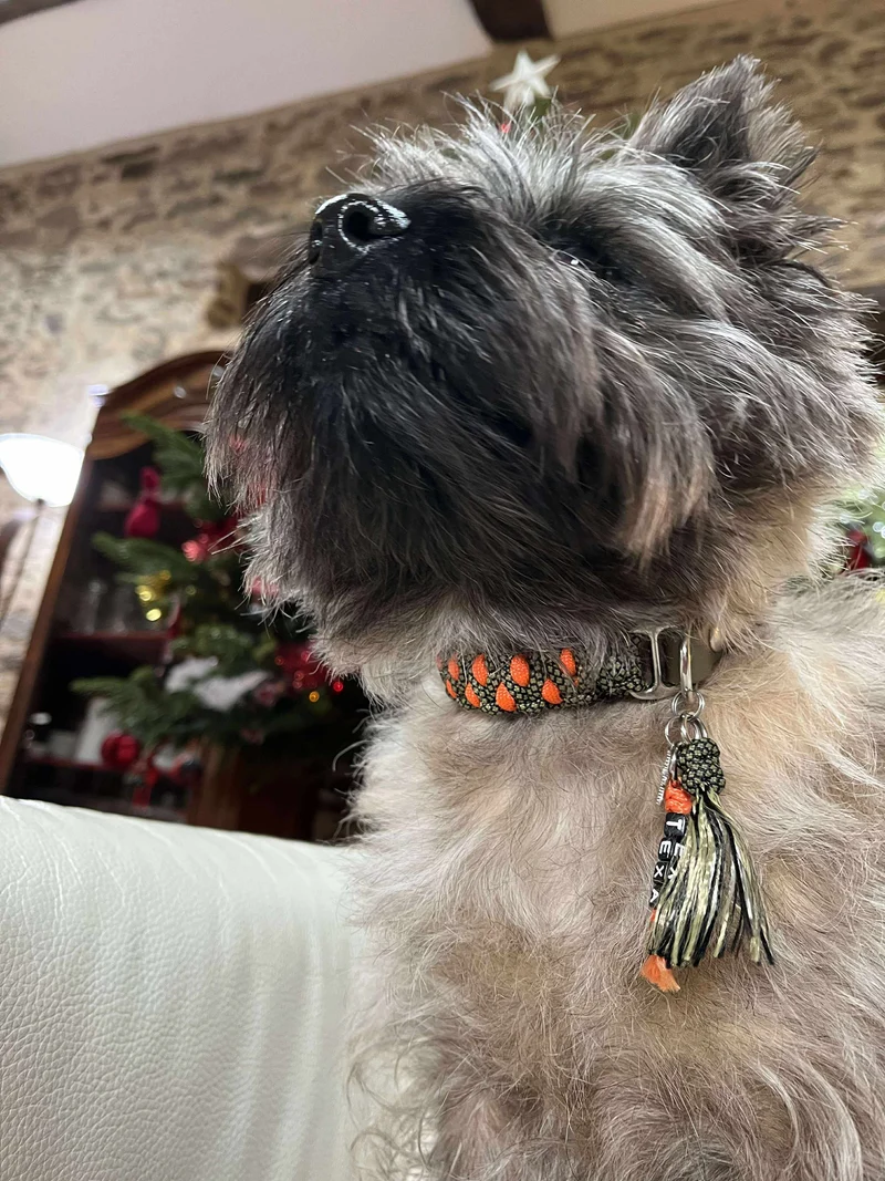 Collier réglable pour chien TRAPPEUR - largeur 2cm