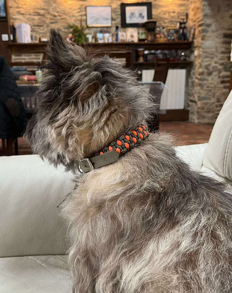 Collier réglable pour chien TRAPPEUR - largeur 2cm