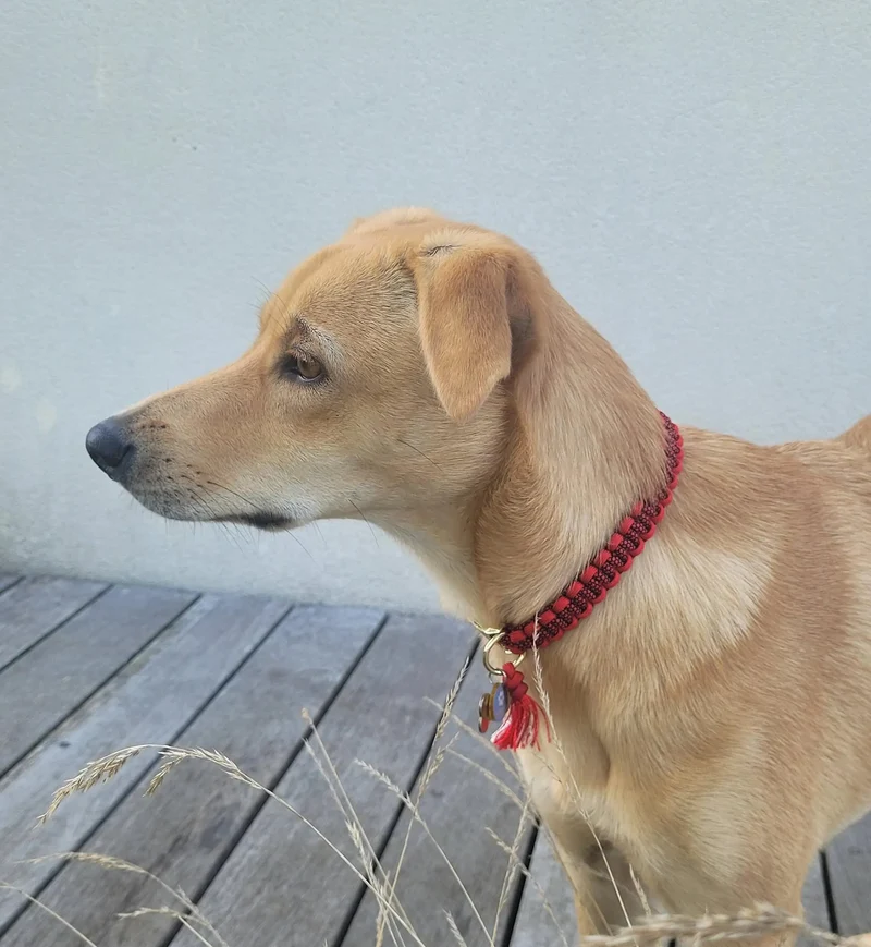 Collier pour chien DIAMOND Bi-color - Largeur 2cm