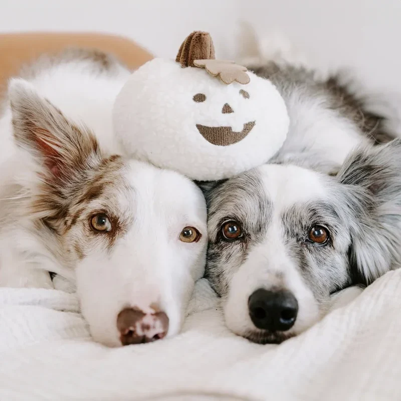 Peluche Pumpkin Fleece – Peluche pour chiens citrouille blanche Sherpa