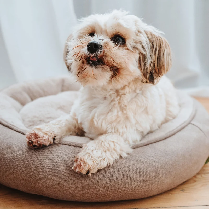 Hundebett Donut Rockford