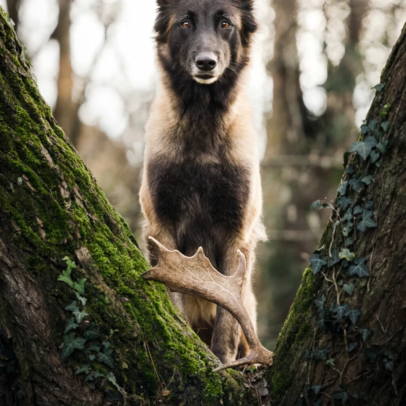 Bois de daim