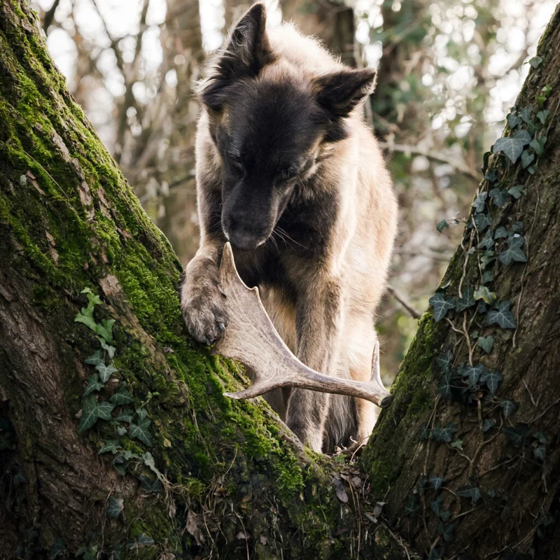 Bois de daim