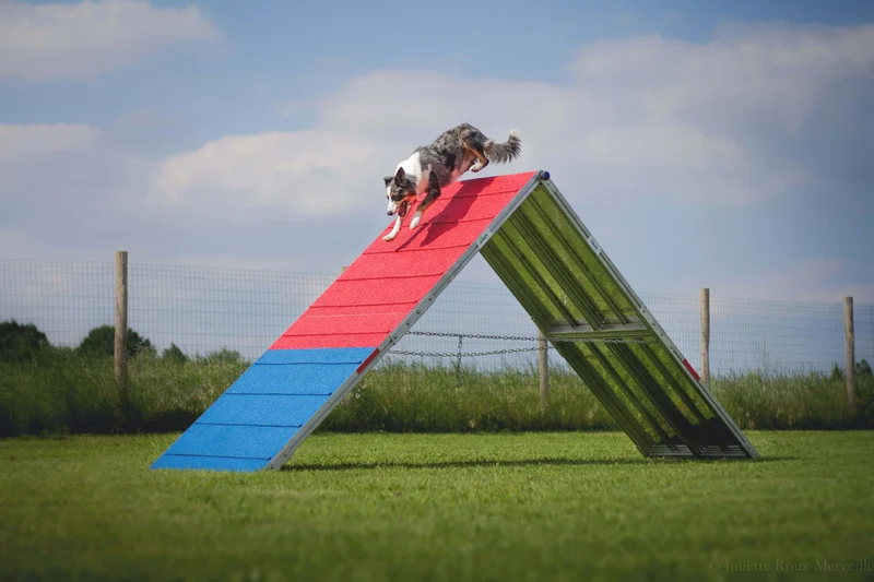 Agility Run Palissade -