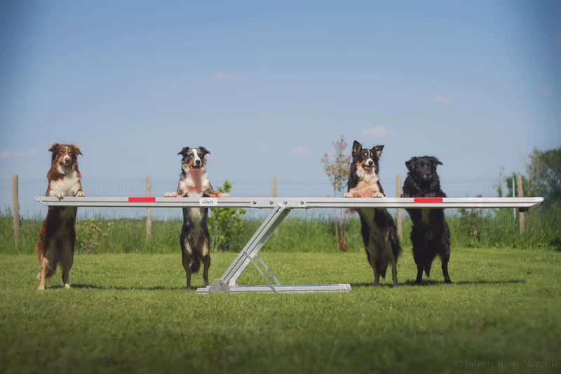 Agility Run Balançoire