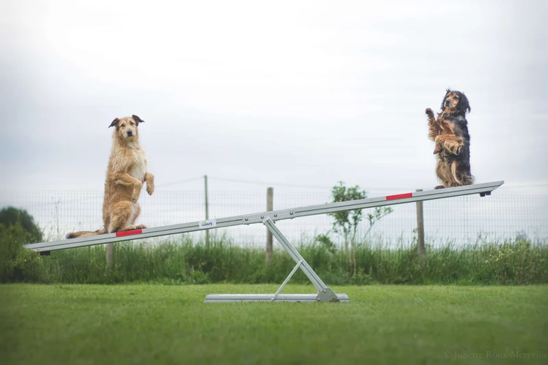 Agility Run Balançoire