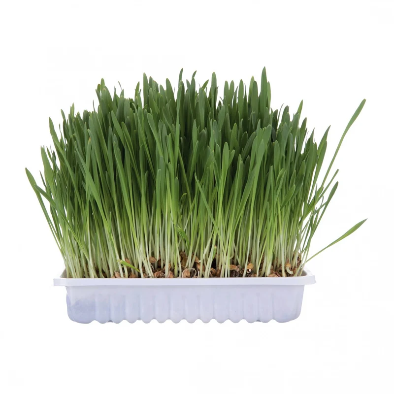 Herbe à chat Trixie 100g