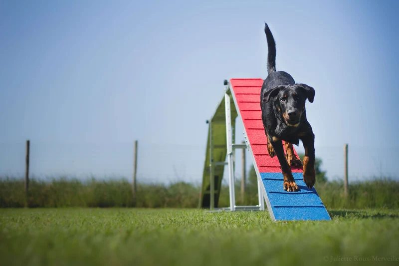 Agility Run Passerelle