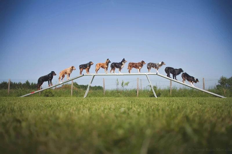 Agility Run Passerelle
