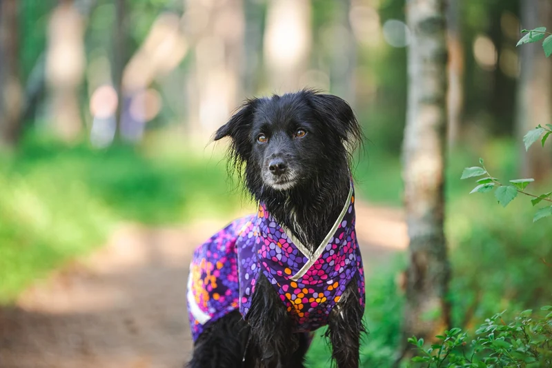 Pomppa Sade Manteau impermeable pour petit chien