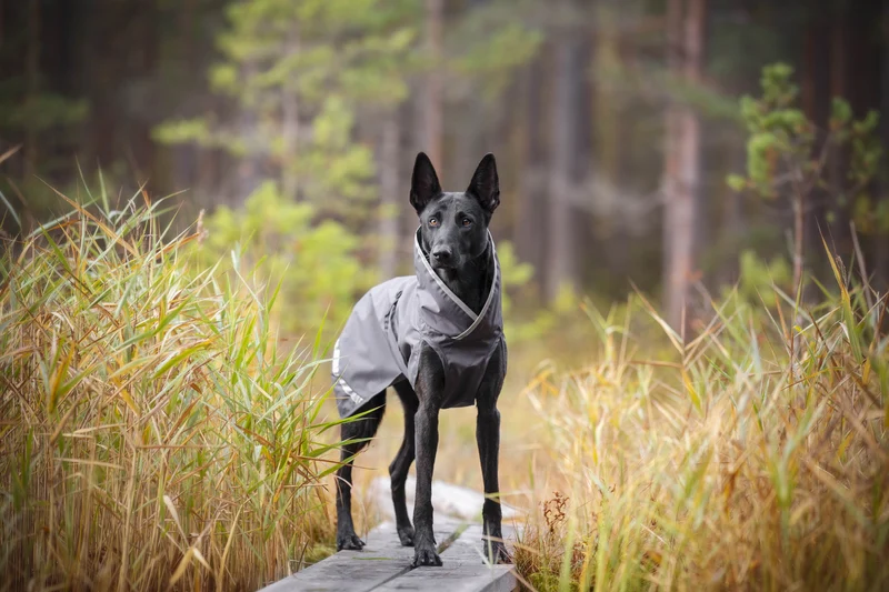 Pomppa Sade Manteau impermeable pour petit chien