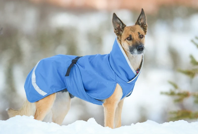 Pomppa Sade Manteau impermeable pour petit chien
