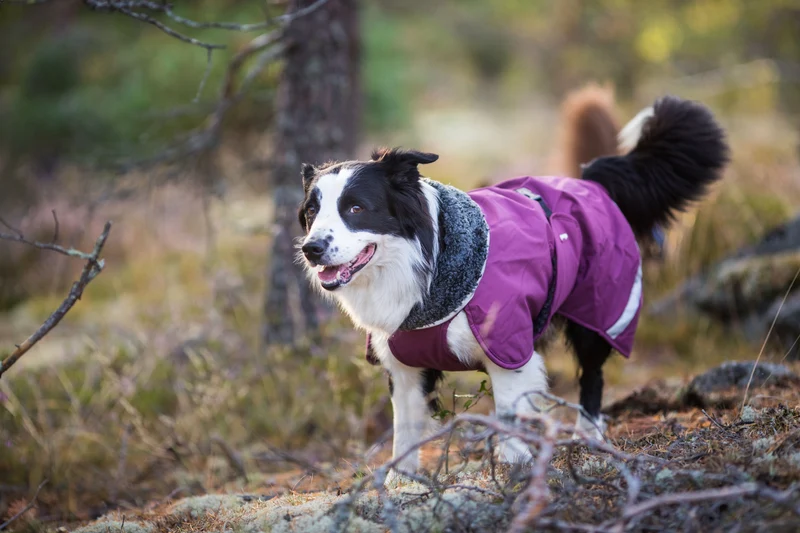 Pomppa Toppa manteau impermeable doublé pour chien Moyen