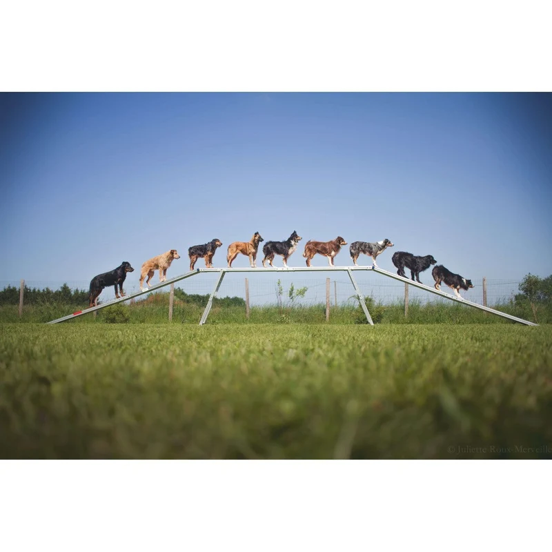 Parcours complet Agility Run -