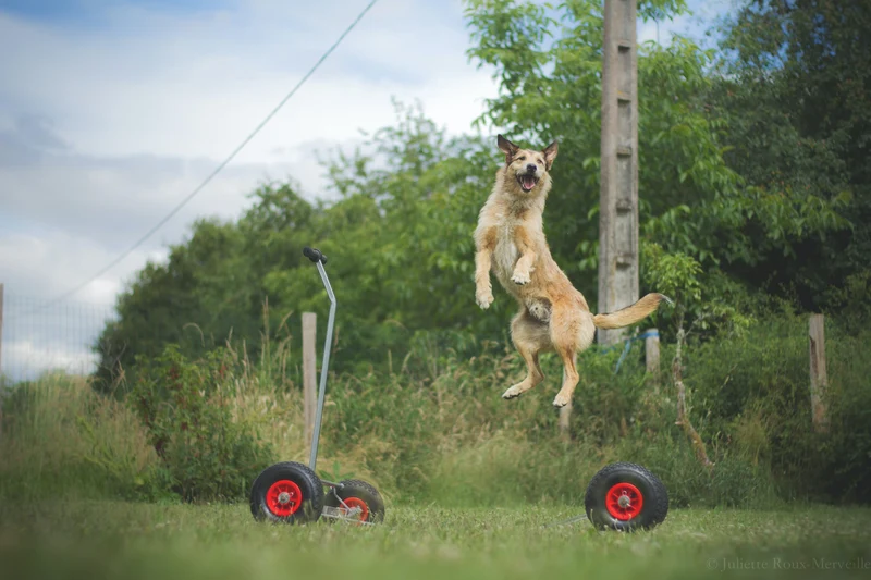 Agility Run Palissade + Bouge-Toit