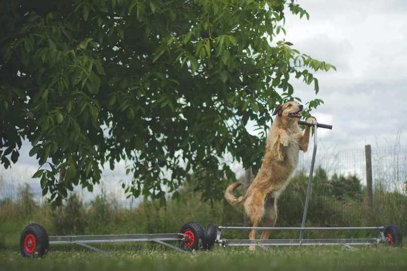 Agility Run Palissade + Bouge-Toit