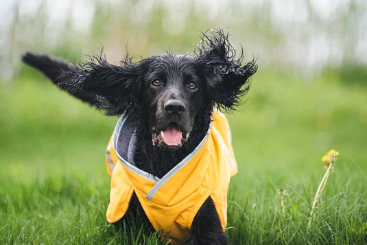 Pomppa Kevyt Manteau impermeable pour grand chien
