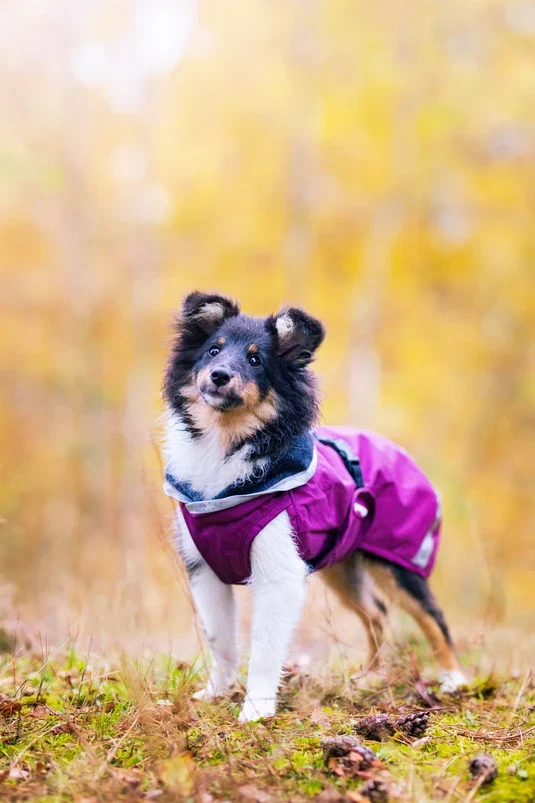 Pomppa Kevyt Manteau impermeable pour grand chien