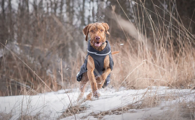 Pomppa Kevyt Manteau impermeable pour chien