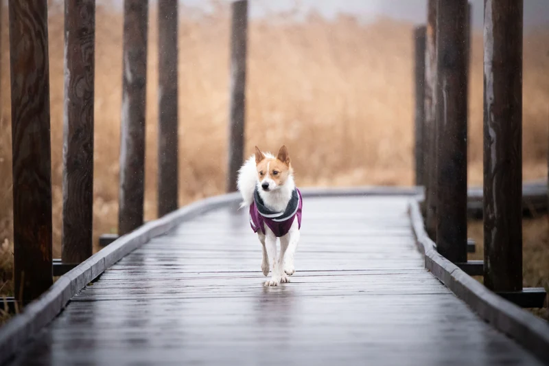Pomppa Kevyt Manteau impermeable pour chien