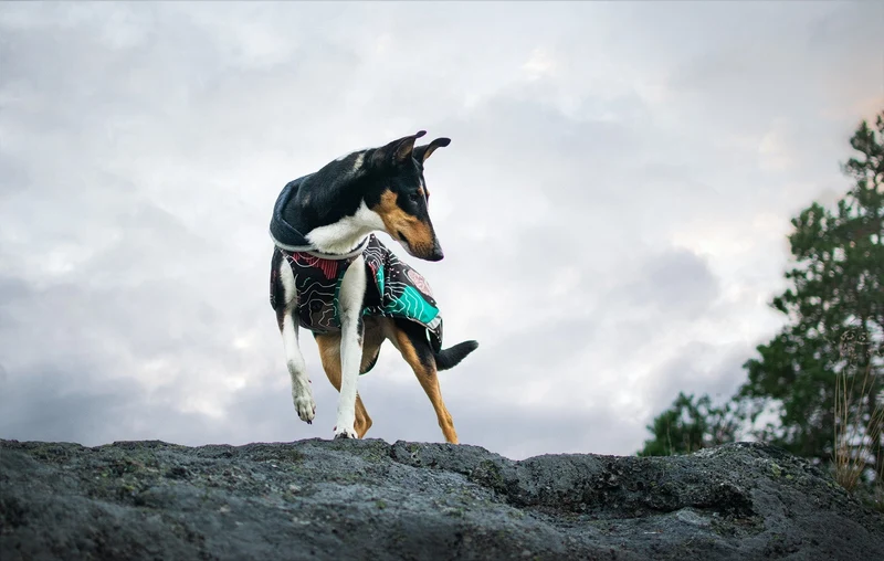 Pomppa Kevyt Manteau impermeable pour chien