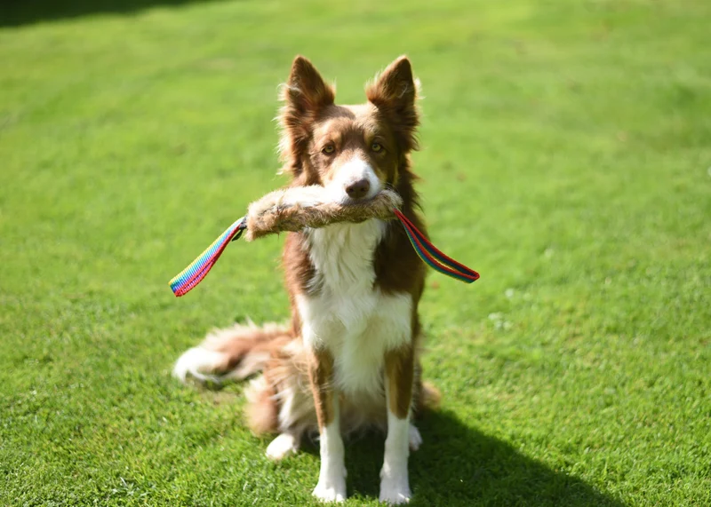 Jouet Flexipets - Fourrure lapin 2 anses