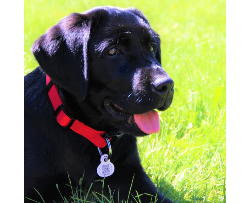 Médaille Petlink