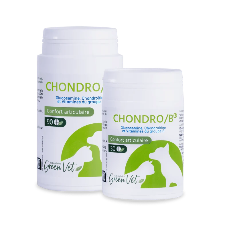 Chondro B Chat & Chien