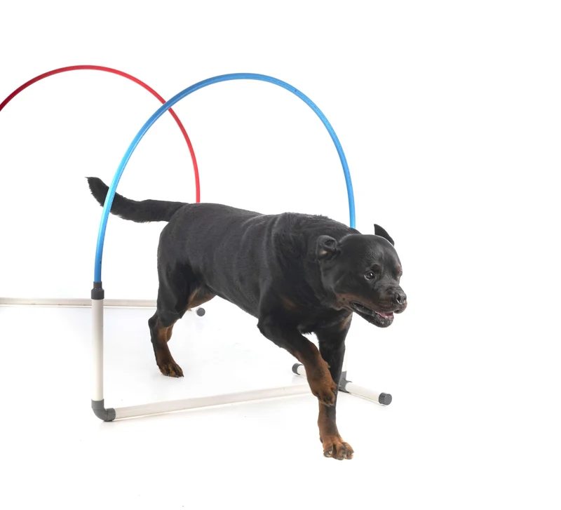 Agility Run Hooper Agility